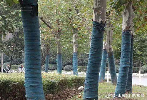 园林植物防寒的裹树布 保暖原理、选用与正确包裹方法